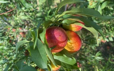 A Fruit Lover’s Paradise: An Orchard!